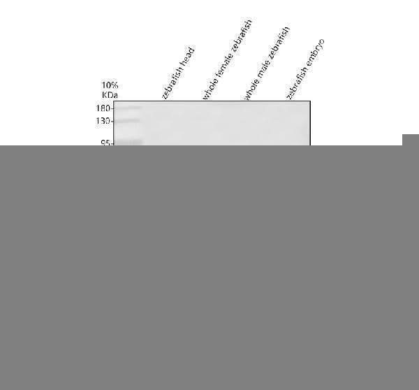Anti-Zebrafish HNF4A Antibody Picoband® Boster Bio