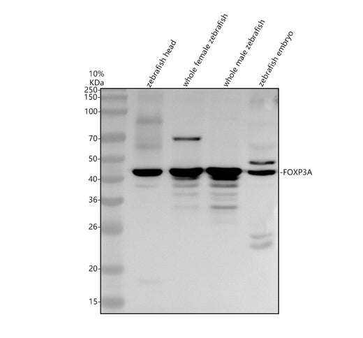 Boster AZA8WFW7 validation image 1