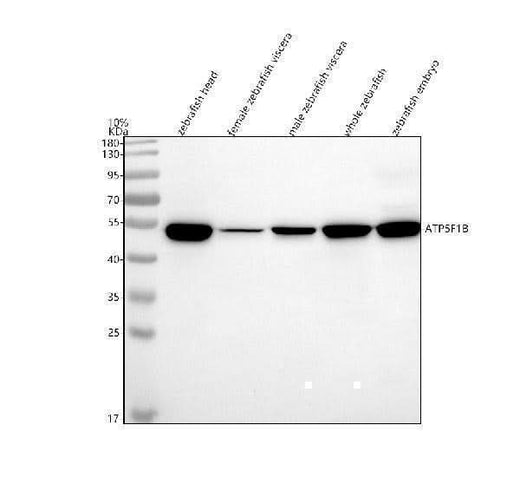 Anti-Zebrafish ATPB/ATP5F1B Antibody Picoband® Boster Bio