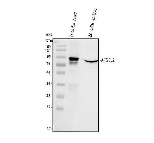 Anti-Zebrafish AFG3L2 Antibody Picoband® Boster Bio