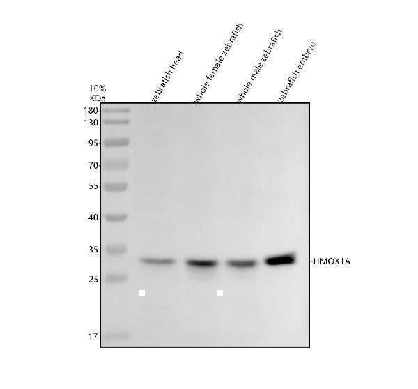 Anti-Zebrafish HMOX1A Antibody Picoband® Boster Bio