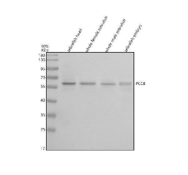 Anti-Zebrafish PCCB Antibody Picoband® Boster Bio