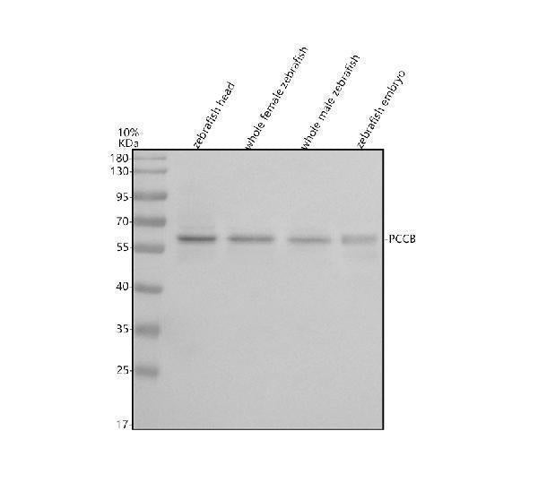 Anti-Zebrafish PCCB Antibody Picoband® Boster Bio