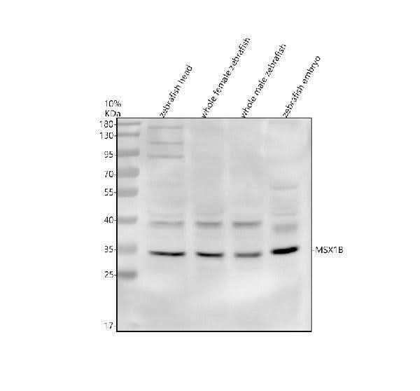 Anti-Zebrafish MSX1B Antibody Picoband® Boster Bio