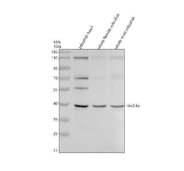 Anti-Zebrafish NKX2.4A Antibody Picoband® Boster Bio