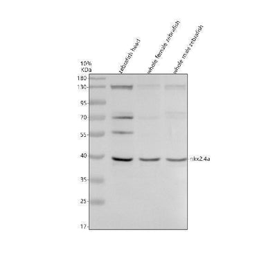 Anti-Zebrafish NKX2.4A Antibody Picoband® Boster Bio