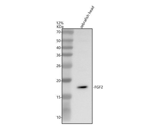 Boster AZB3DGE3 validation image 1