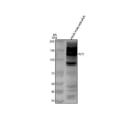 Anti-Zebrafish FLT1 Antibody Picoband® Boster Bio