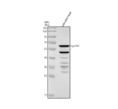 Anti-Zebrafish CYP1B1 Antibody Picoband® Boster Bio