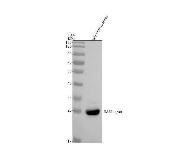 Anti-Zebrafish RAB1aa/ab Antibody Picoband® Boster Bio