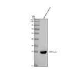 Anti-Zebrafish RAB1aa/ab Antibody Picoband® Boster Bio