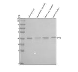 Anti-Zebrafish GNAQ Antibody Picoband® Boster Bio