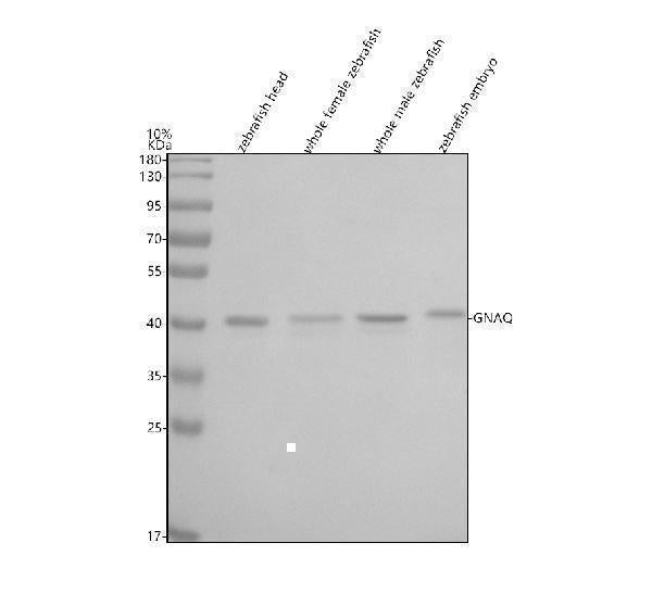 Anti-Zebrafish GNAQ Antibody Picoband® Boster Bio