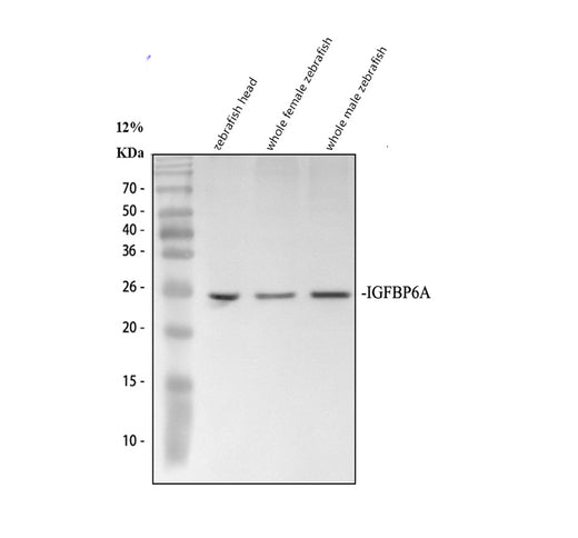 Boster AZC4MCP0 validation image 1