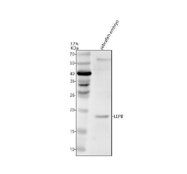 Anti-Zebrafish LEPB Antibody Picoband® Boster Bio