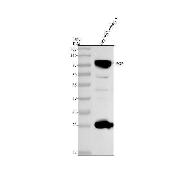 Anti-Zebrafish PR/PGR Antibody Picoband® Boster Bio