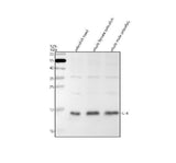 Anti-Zebrafish IL4 Antibody Picoband® Boster Bio