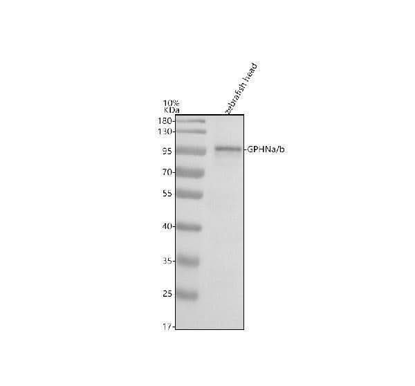 Anti-Zebrafish GPHNa/b Antibody Picoband® Boster Bio