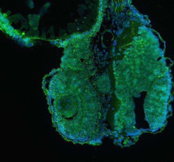 Anti-Zebrafish Kinase p110 Beta/PIK3CB Antibody Boster Bio