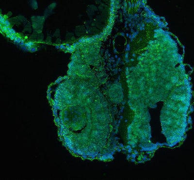 Anti-Zebrafish Kinase p110 Beta/PIK3CB Antibody Boster Bio