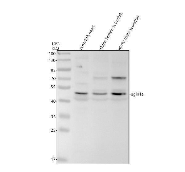 Anti-Zebrafish EGLN1A Antibody Picoband® Boster Bio