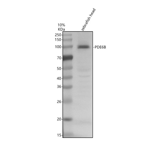 Boster AZE7F5I9 validation image 1