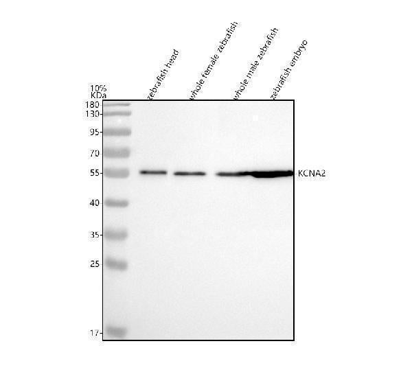 Anti-Zebrafish Kv1.2/KCNA2 Antibody Picoband® Boster Bio