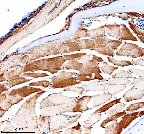 Anti-Zebrafish PBEF/NAMPT Antibody Boster Bio