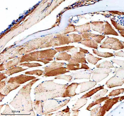 Anti-Zebrafish PBEF/NAMPT Antibody Boster Bio