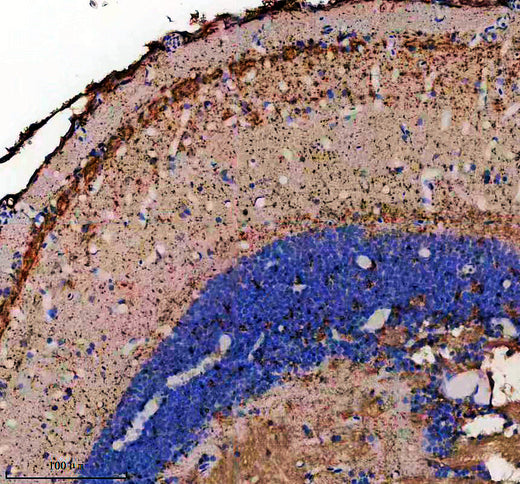 Boster AZE7FB58 validation image 1