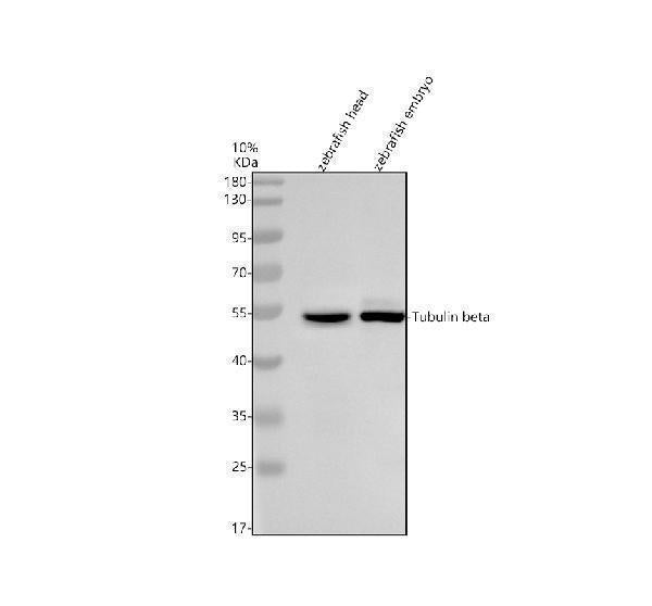 Anti-Zebrafish beta I Tubulin/TUBB1 Antibody Picoband® Boster Bio