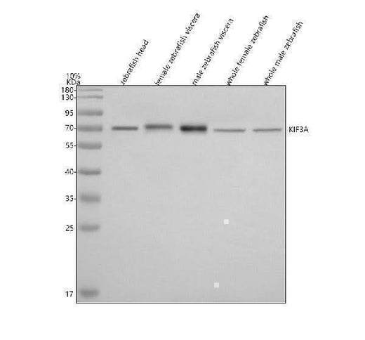 Anti-Zebrafish KIF3A Antibody Picoband® Boster Bio