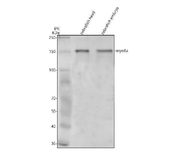 Anti-Zebrafish MYO6A Antibody Picoband® Boster Bio