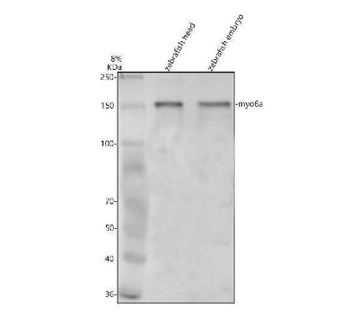 Anti-Zebrafish MYO6A Antibody Picoband® Boster Bio