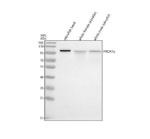 Anti-Zebrafish PROX1a Antibody Picoband® Boster Bio