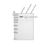 Anti-Zebrafish PROX1a Antibody Picoband® Boster Bio