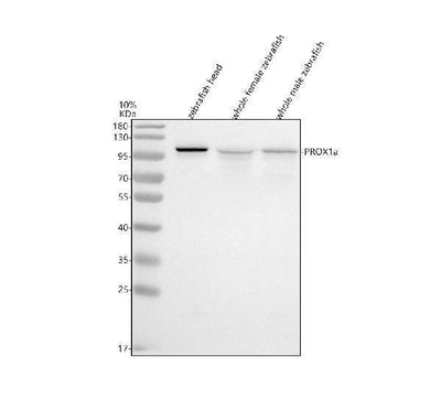 Anti-Zebrafish PROX1a Antibody Picoband® Boster Bio