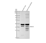 Anti-Zebrafish NFKBIAA Antibody Picoband® Boster Bio