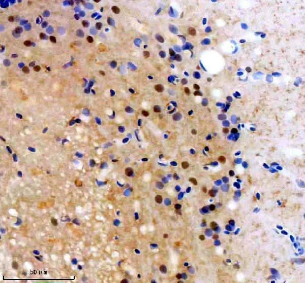 Anti-Zebrafish FOXJ1A Antibody Boster Bio