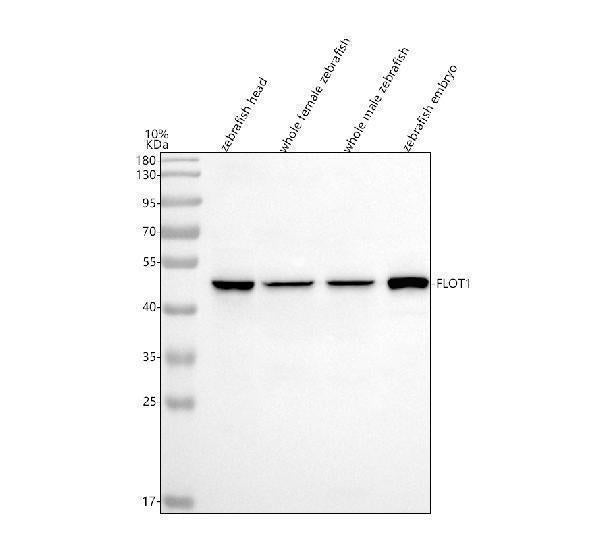 Anti-Zebrafish Flotillin 1/FLOT1 Antibody Picoband® Boster Bio