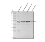 Anti-Zebrafish IRF7 Antibody Picoband® Boster Bio