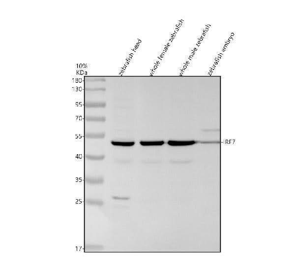 Anti-Zebrafish IRF7 Antibody Picoband® Boster Bio