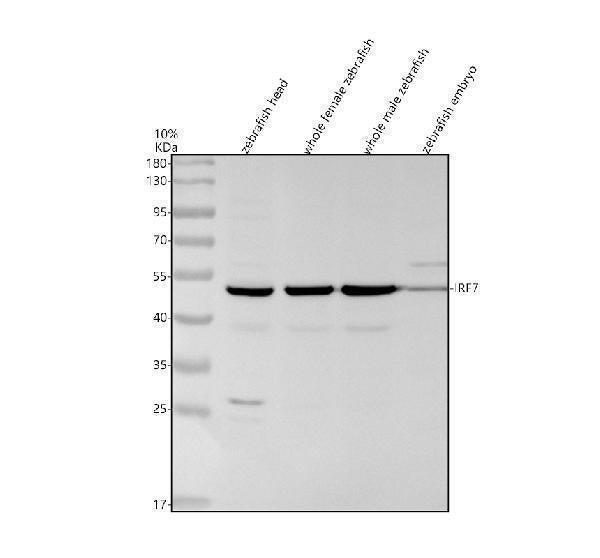 Anti-Zebrafish IRF7 Antibody Picoband® Boster Bio