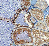 Anti-Zebrafish HSD17B1 Antibody Boster Bio