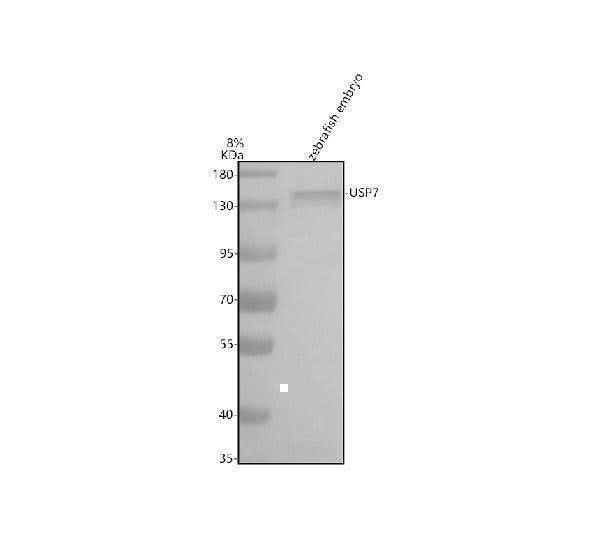 Anti-Zebrafish USP7 Antibody Picoband® Boster Bio