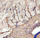 Anti-Zebrafish GRIN1a/b Antibody Boster Bio