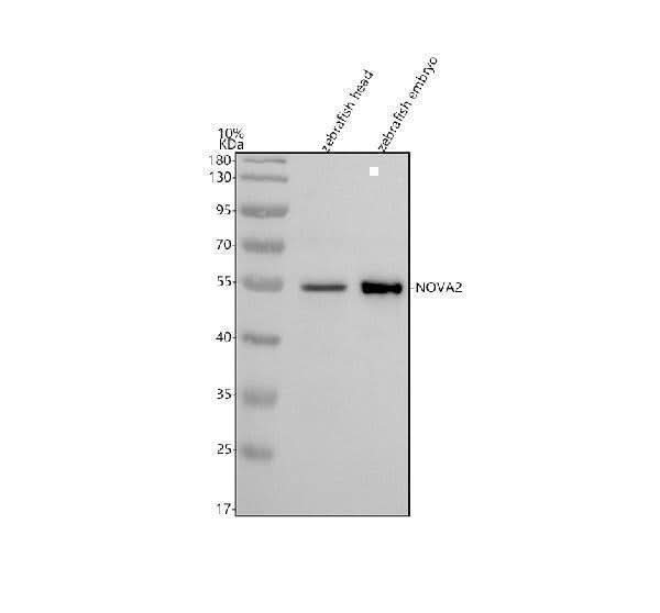 Anti-Zebrafish NOVA2 Antibody Picoband® Boster Bio