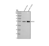 Anti-Zebrafish NOVA2 Antibody Picoband® Boster Bio