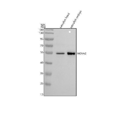 Anti-Zebrafish NOVA2 Antibody Picoband® Boster Bio