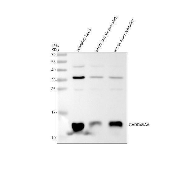 Anti-Zebrafish GADD45AA Antibody Picoband® Boster Bio